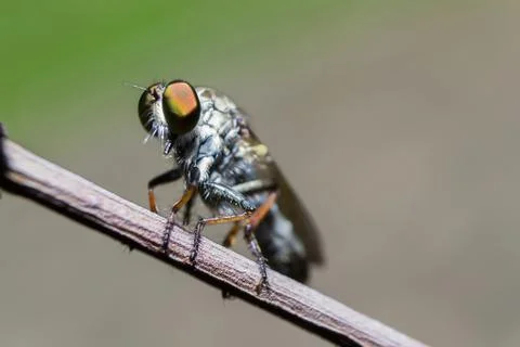 Head intact flies Stock Photos