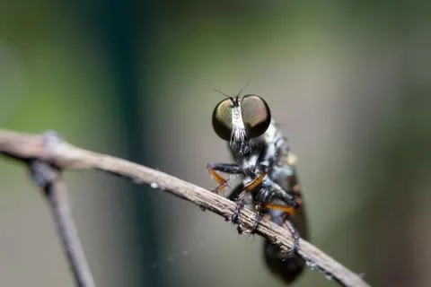 Head intact flies Stock Photos