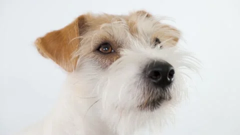 Head of a Jack Russell Terrier on a white background Stock Footage 175485701