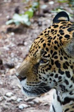 Head of a jaguar Stock Photos