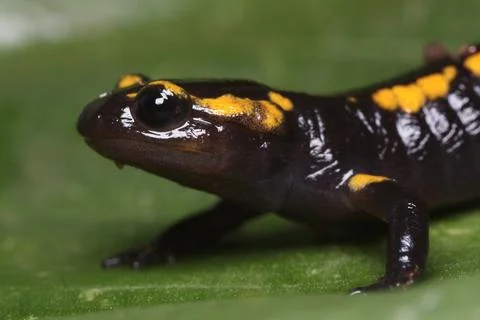 The head of a juvenile fire salamander in full detail Stock Photos