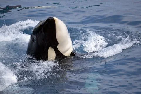 Head of  killer whale Stock Photos