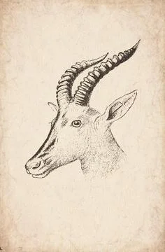 Head of Korrigum Wall Trophy Mount, 1920s Illustration Stock Illustration