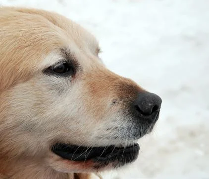 Head of labrador. Foto stock