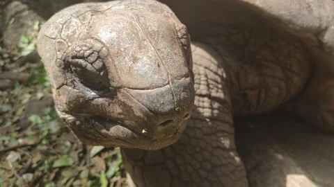 The head of a large and old turtle it eats grass Stock Footage 156086938