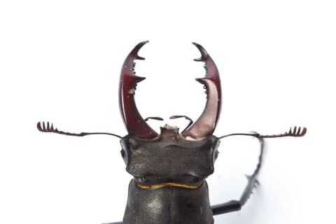 Head of a large beetle close on a white background Stock Photos