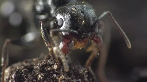 Head of large black ant in garden on ground, insects, macro Stock Footage 62230481