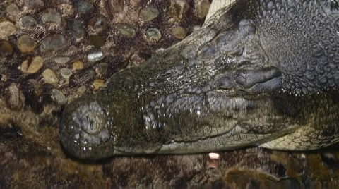 Head of large crocodile Stock Footage 62811824
