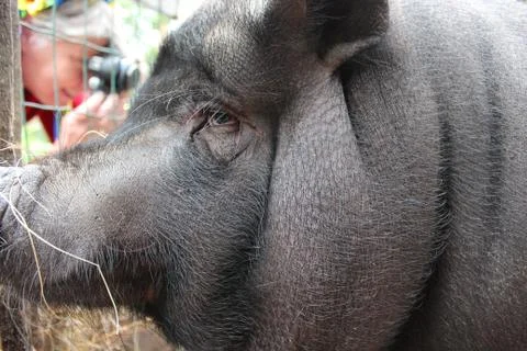 The head of a large dark boar Stock Photos