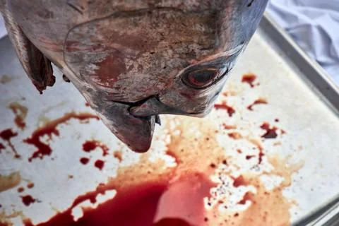 Head of a large hanging down tuna on a background of a pool of blood Stock Photos