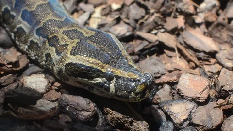 The head of a large multi-colored python	 Stock-Footage 114601843