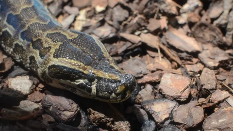 The head of a large multi-colored python	 Stock Footage 114601846