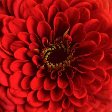 Head of a large red flower close up Stock Photos