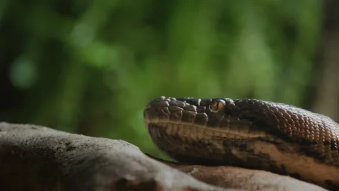 The head of a large reticulated python on a tree branch. Sticks out tongue Stock Footage 167895426