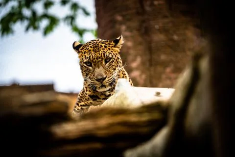 Head of a Leopard Stock Photos