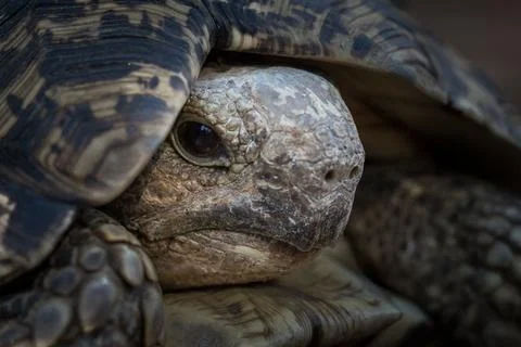 The head of a leopard tortoise, Stigmochelys pardalis, reclining into its she Stock Photos