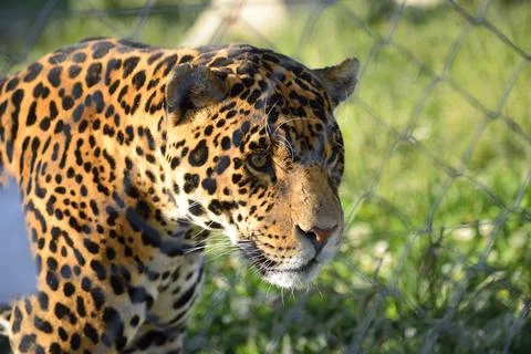 Head of a leopard in a zoo Stock Photos