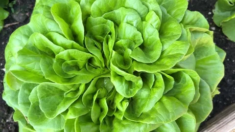 Head of lettuce grown in a vegetable garden seen from above Stock Footage 324204884