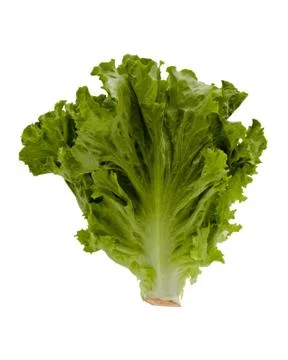 Head Of Lettuce Stock Photos