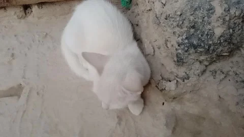 Head-Level Perspective of a Tiny Kitten Resting on the Ground Vídeos de archivo 347563522