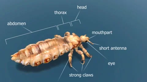 Head lice anatomy 3D Stock Footage 301444870