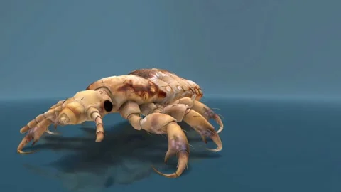 Head lice anatomy 스톡 동영상 301444853