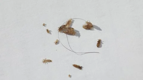 Head lice and nits moving on a white background Stock Footage 333778337