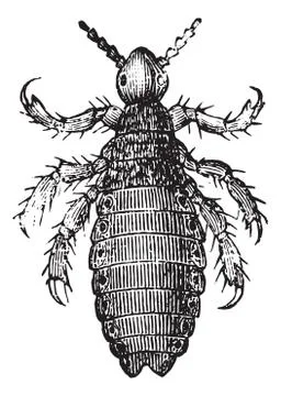 Head lice or Head louse, vintage engraving. Stock Illustration