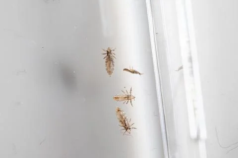 Head lice parasites causing infestation and needing treatment 库存照片
