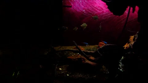 Head-Light Tail-Light Tetras and Neon Tetras in a Dimly Lit Aquarium Stock Footage 160592168