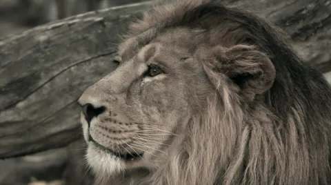 Head of lion on fallen tree background. HD clip, red toned in retro film style. Stock Footage 46467376