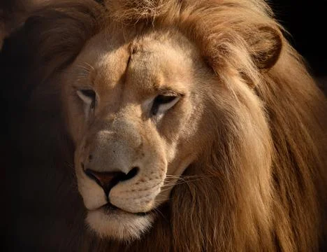 Head of the lion king of beasts Stock Photos