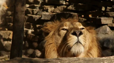 Head of lion, lying on stone wall background and looking over fallen tree. Stock Footage 46423881
