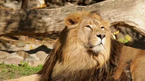 Head of lion, lying on stone wall background and looking over fallen tree. Stock Footage 46424033