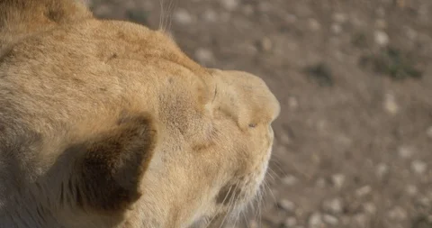 Head of a lioness back view Stock Footage 91400683