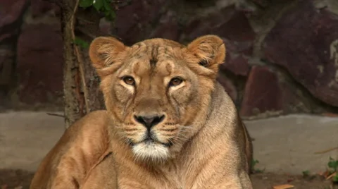The head of lioness, lying on red stone wall background and looking around. Stock Footage 46429097