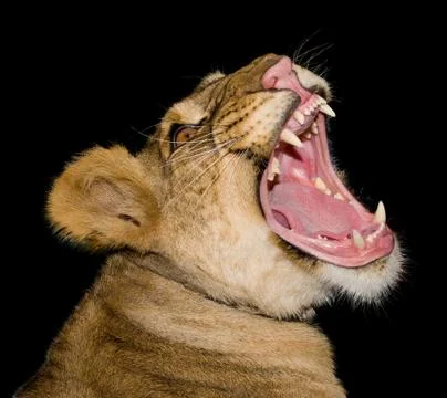 Head of a lioness Stock Photos