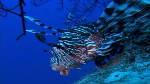 Head Of Lionfish Over The Reef Stock Footage 300352855