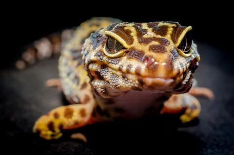 Head of a lizard closeup on a dark background Foto stock