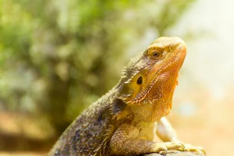 The head of lizard Stock Photos