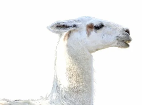 The head of a llama isolated on white Stockfoto's