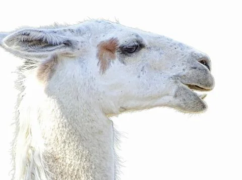 The head of a llama isolated on white Fotos Stock