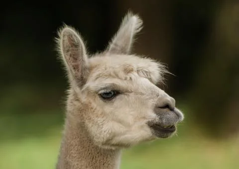 Head of a llama Foto stock