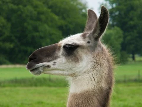 Head of a llama sideview Stock Photos