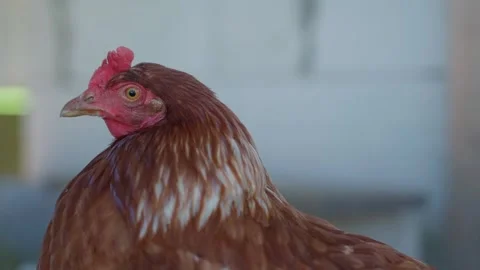 The head of a Lohmann Brown chicken, close-up Stock Footage 284238601