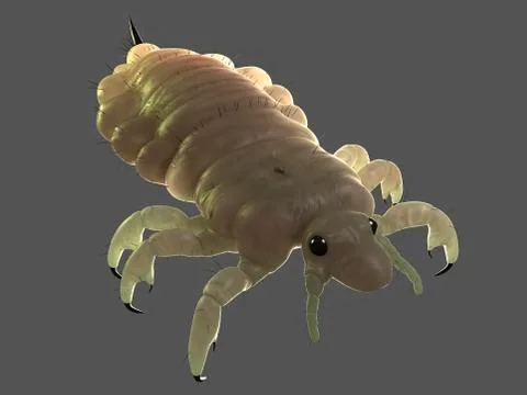 Head louse, artwork Stock Illustration
