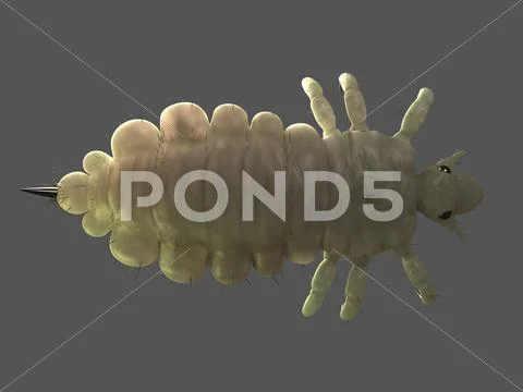 Head louse, artwork Stock Illustration