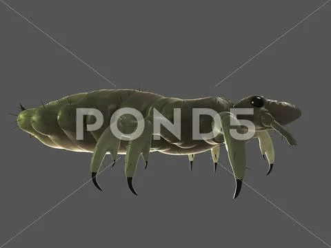 Head louse, artwork Stock Illustration