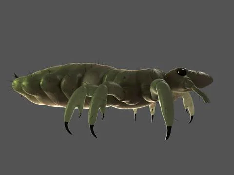 Head louse, artwork Stock Illustration