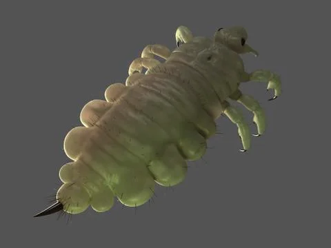 Head louse, artwork Stock Illustration